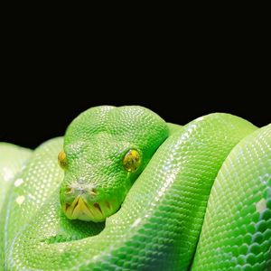Preview wallpaper snake, python, predator, reptile