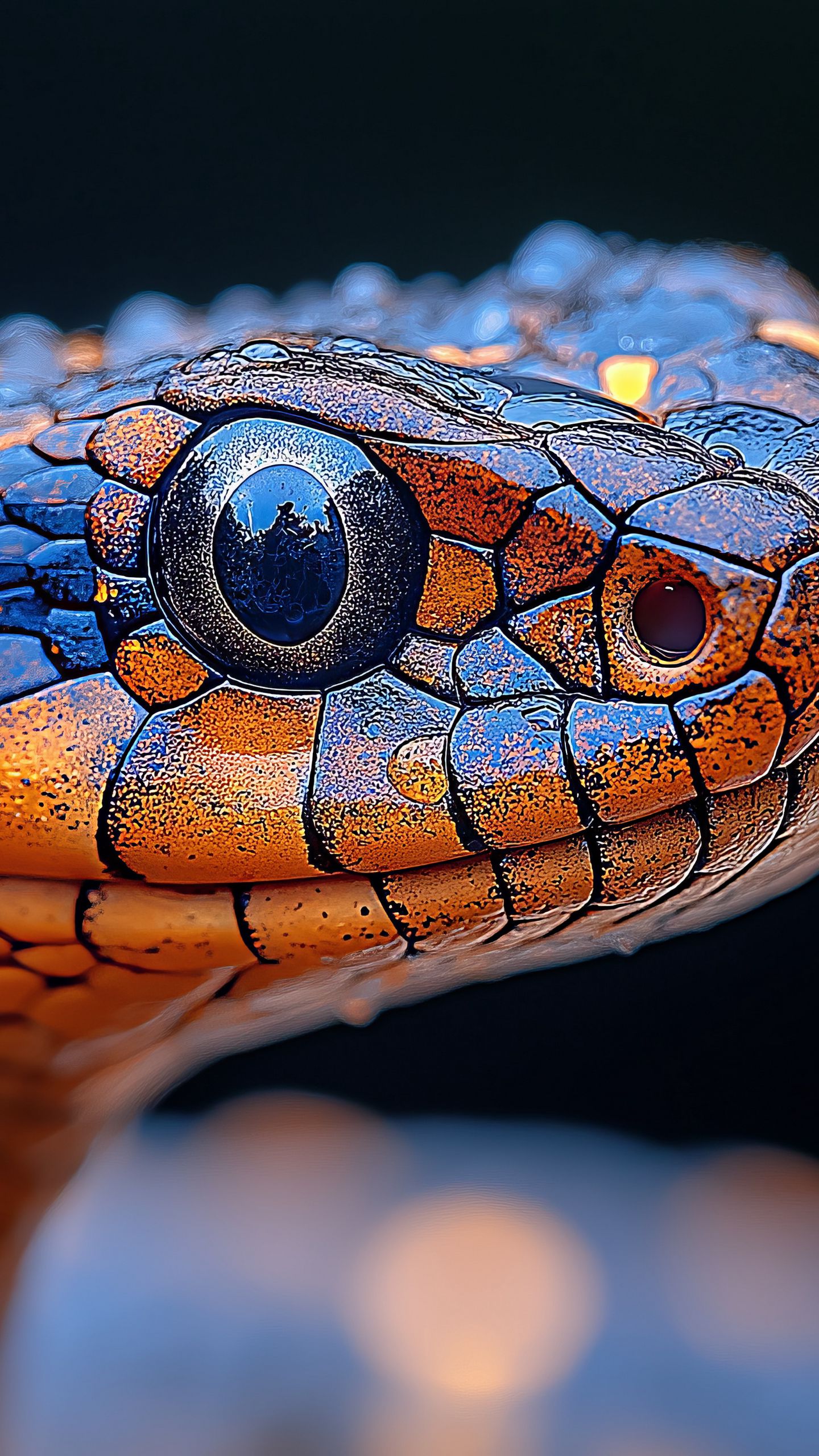 1440x2560 Wallpaper snake, reptile, eye, macro, wildlife