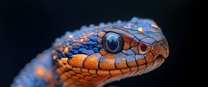 Preview wallpaper snake, reptile, eye, macro, wildlife
