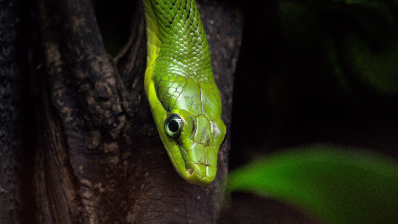 Wallpaper snake, reptile, green, bark, tree