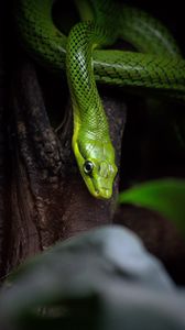 Preview wallpaper snake, reptile, green, bark, tree