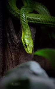 Preview wallpaper snake, reptile, green, bark, tree