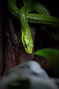 Preview wallpaper snake, reptile, green, bark, tree