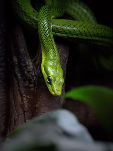 Preview wallpaper snake, reptile, green, bark, tree