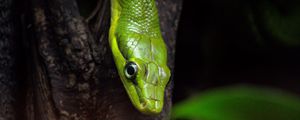 Preview wallpaper snake, reptile, green, bark, tree