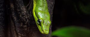 Preview wallpaper snake, reptile, green, bark, tree