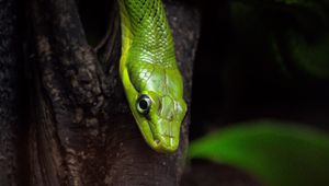 Preview wallpaper snake, reptile, green, bark, tree