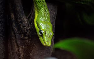 Preview wallpaper snake, reptile, green, bark, tree