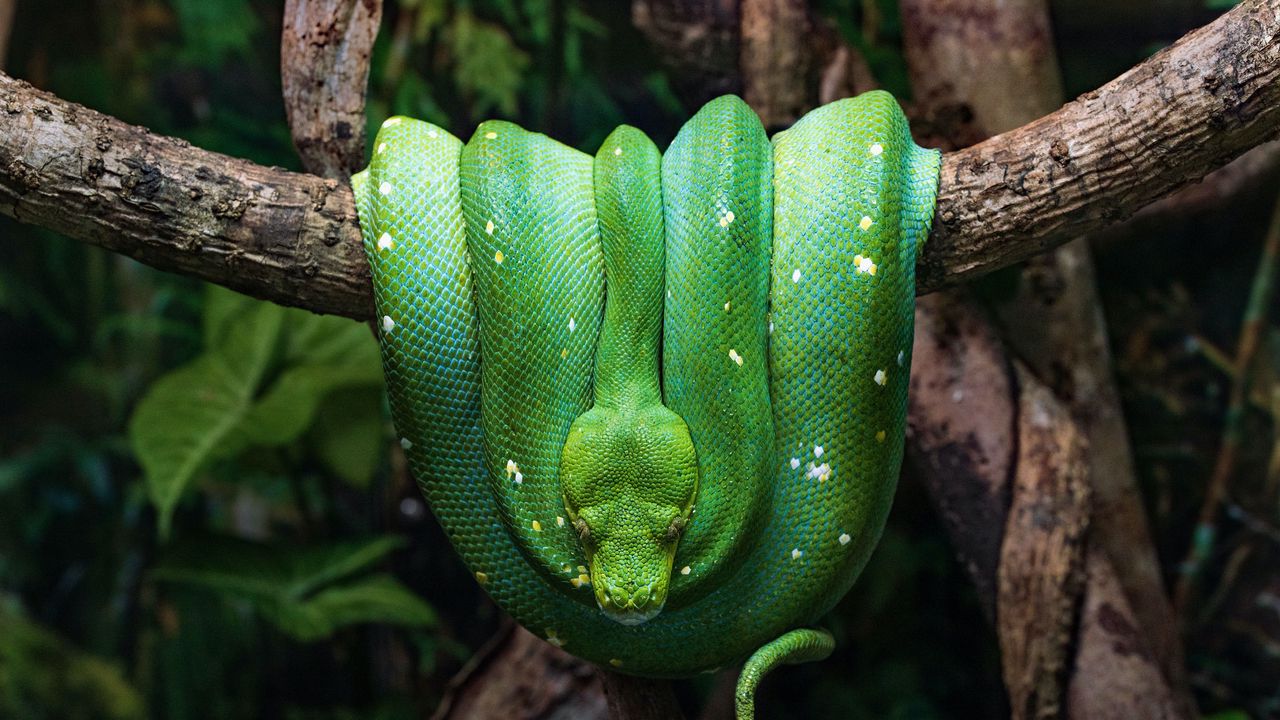 Wallpaper snake, reptile, green, tree