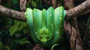 Preview wallpaper snake, reptile, green, tree