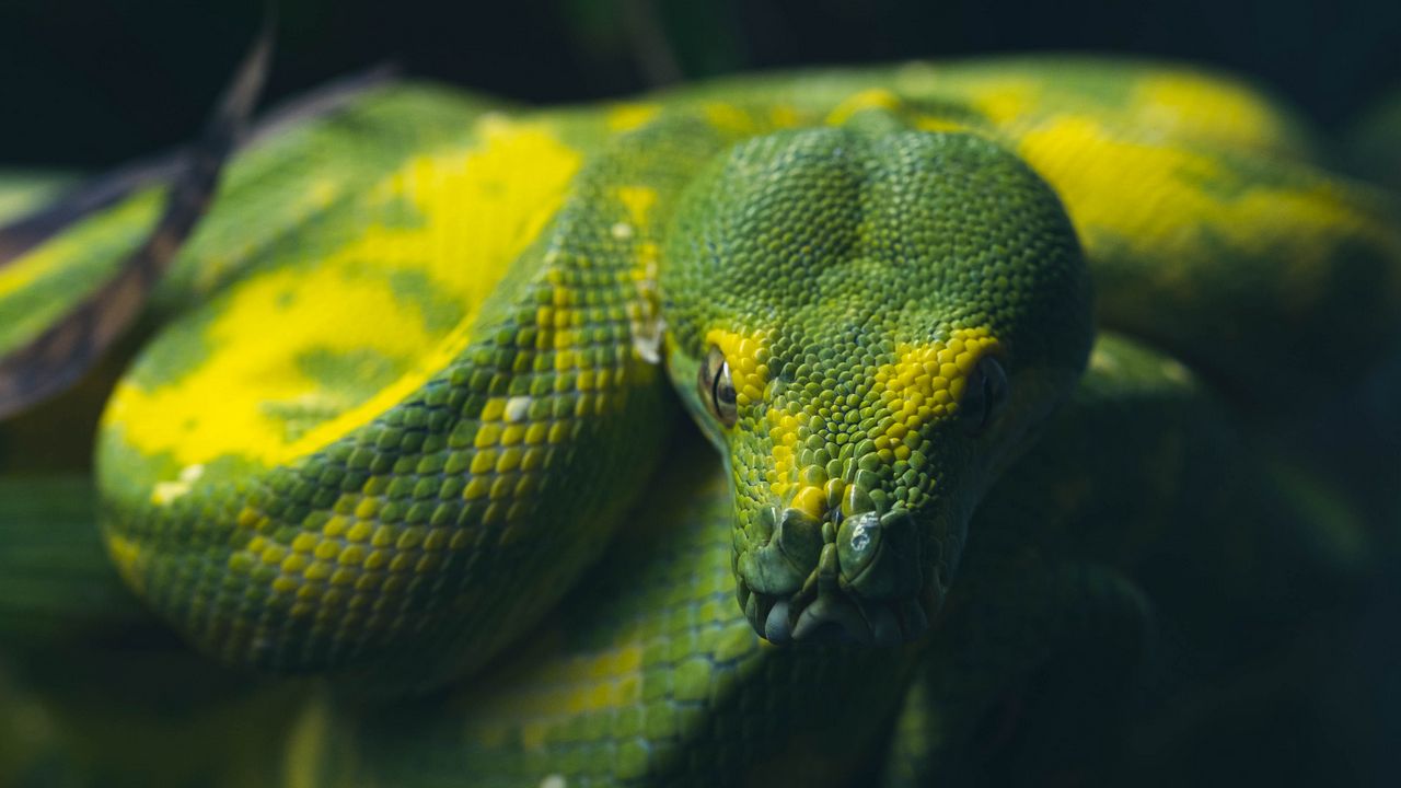 Wallpaper snake, reptile, green