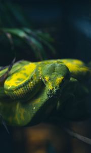 Preview wallpaper snake, reptile, green