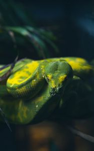 Preview wallpaper snake, reptile, green