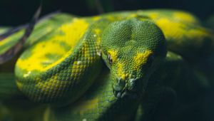 Preview wallpaper snake, reptile, green