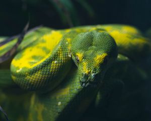 Preview wallpaper snake, reptile, green