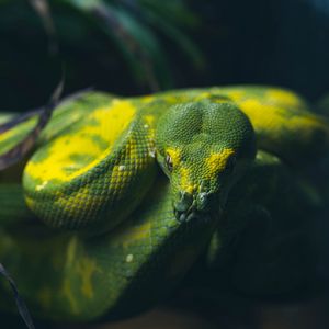 Preview wallpaper snake, reptile, green
