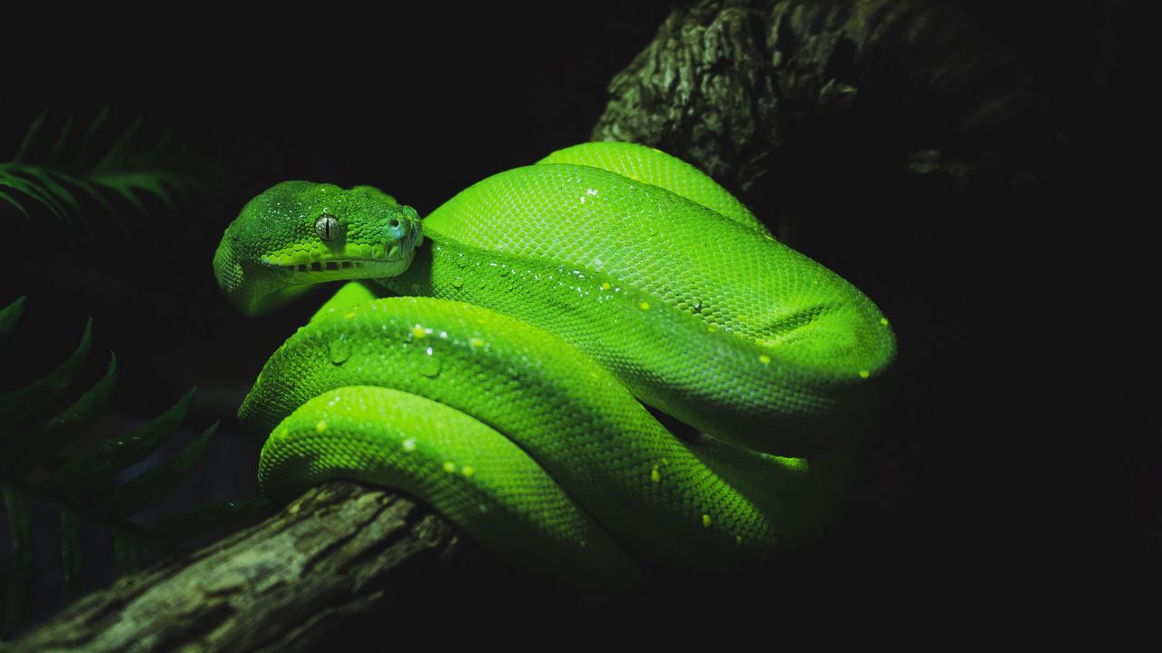 Wallpaper snake, reptile, green, wet