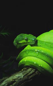 Preview wallpaper snake, reptile, green, wet