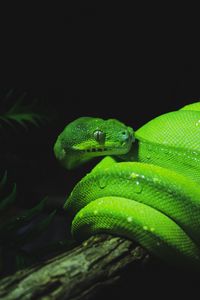 Preview wallpaper snake, reptile, green, wet