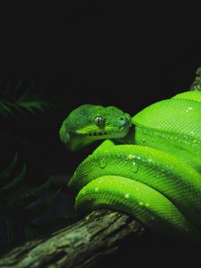 Preview wallpaper snake, reptile, green, wet