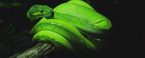 Preview wallpaper snake, reptile, green, wet