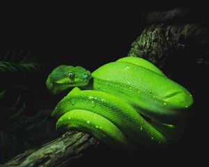 Preview wallpaper snake, reptile, green, wet