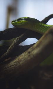 Preview wallpaper snake, reptile, green, logs