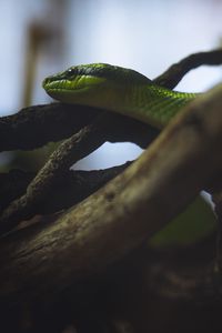 Preview wallpaper snake, reptile, green, logs