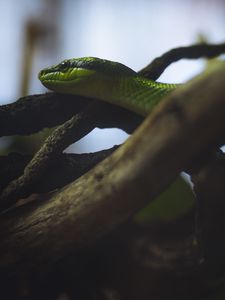 Preview wallpaper snake, reptile, green, logs
