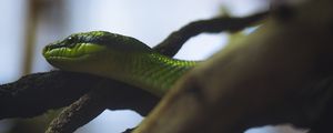 Preview wallpaper snake, reptile, green, logs