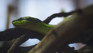 Preview wallpaper snake, reptile, green, logs