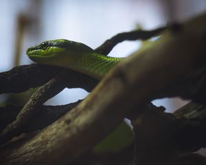 Preview wallpaper snake, reptile, green, logs