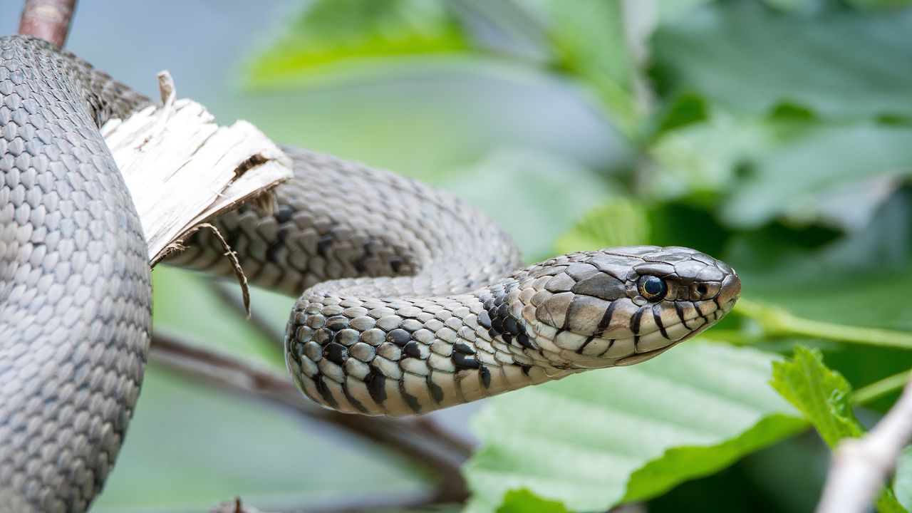 Wallpaper snake, reptile, head, eyes