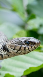 Preview wallpaper snake, reptile, head, eyes