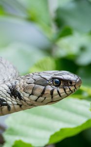 Preview wallpaper snake, reptile, head, eyes