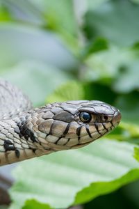 Preview wallpaper snake, reptile, head, eyes