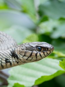 Preview wallpaper snake, reptile, head, eyes