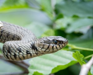 Preview wallpaper snake, reptile, head, eyes