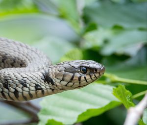 Preview wallpaper snake, reptile, head, eyes