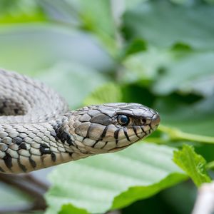 Preview wallpaper snake, reptile, head, eyes