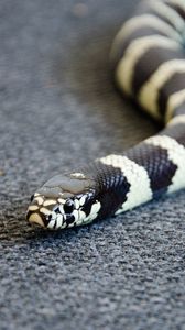 Preview wallpaper snake, reptile, head, color