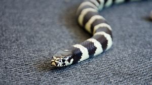 Preview wallpaper snake, reptile, head, color
