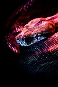 Preview wallpaper snake, reptile, red, dark, scales