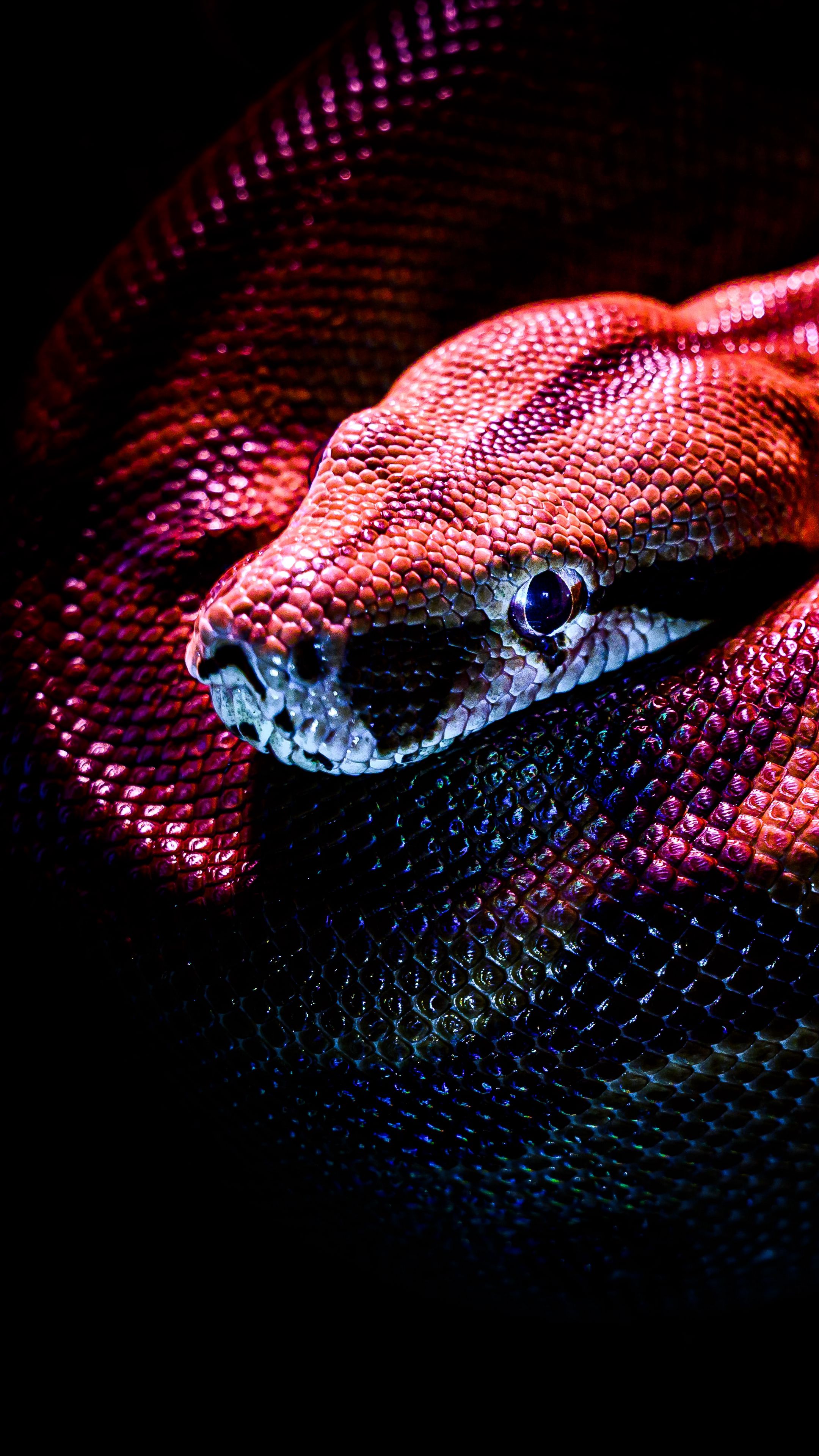 Красная рептилия. Чешуя королевской кобры. Красная змея. Красивые змеи. Красные змеи.