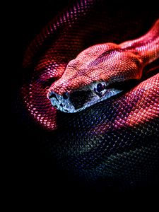 Preview wallpaper snake, reptile, red, dark, scales