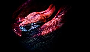 Preview wallpaper snake, reptile, red, dark, scales