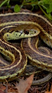 Preview wallpaper snake, reptile, scales, macro