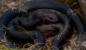 Preview wallpaper snake, reptile, scales, black