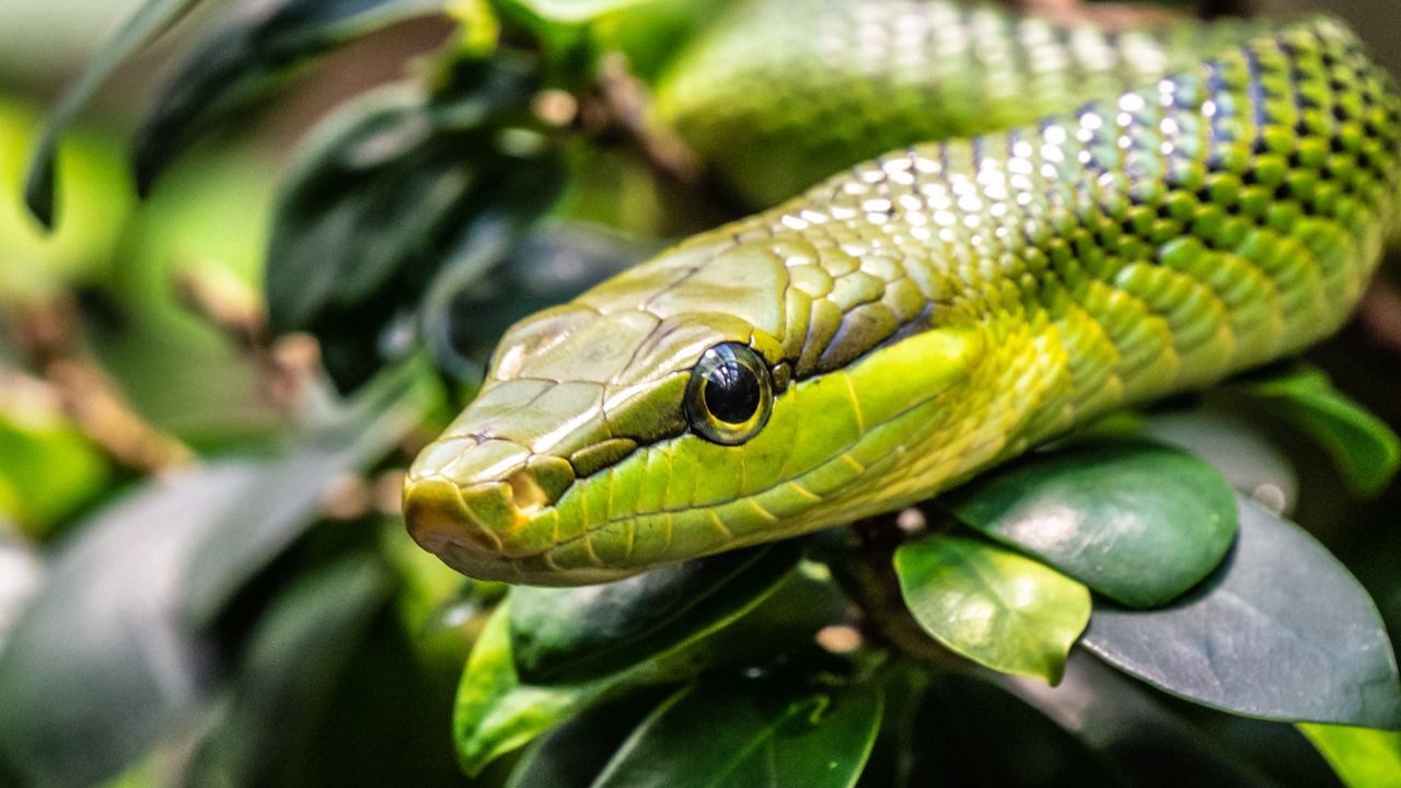 Wallpaper snake, reptile, squama, green