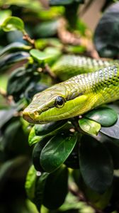 Preview wallpaper snake, reptile, squama, green